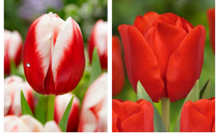 2021 Tulips for Hope image of tulips selected e1635460613158 - Demoucelle Parkinson Charity