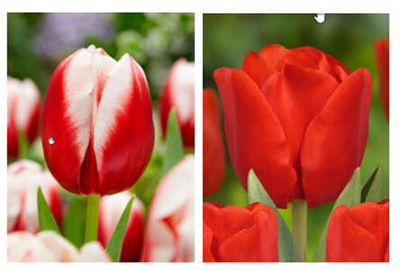 2021 Tulips for Hope image of tulips selected - Demoucelle Parkinson Charity