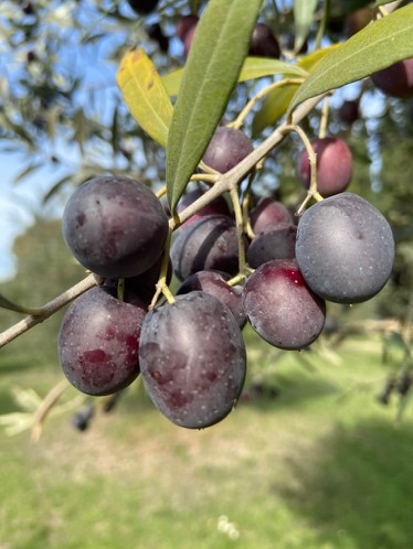 Olives up close - Demoucelle Parkinson Charity