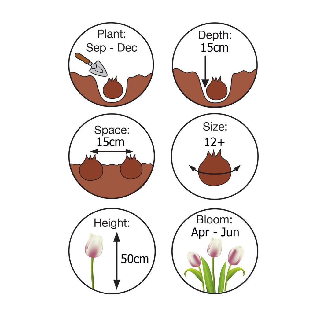 Planting instructions graphic - Demoucelle Parkinson Charity