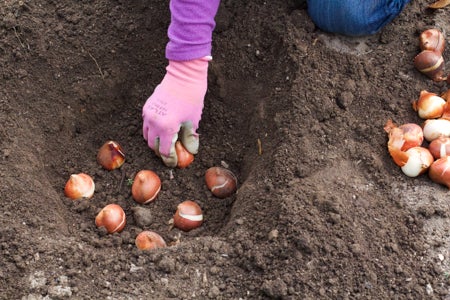 Planting tulip bulbs - Demoucelle Parkinson Charity