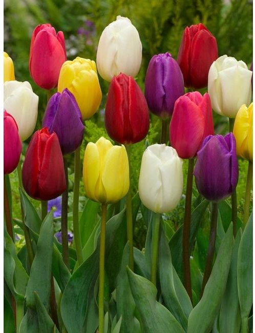 Triumph tulips e1601553708427 - Demoucelle Parkinson Charity