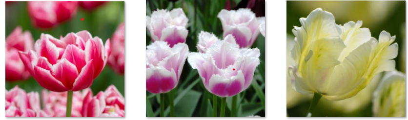Tulips for Hope 2025 selection e1757499535559 - Demoucelle Parkinson Charity