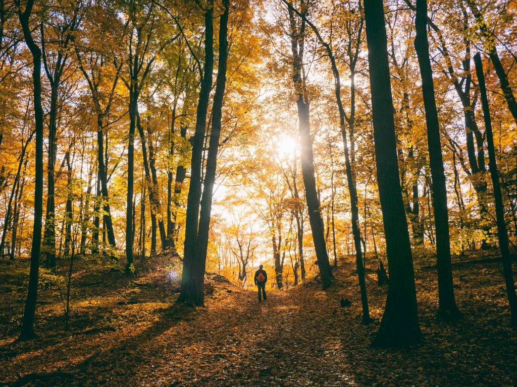 aaron burden G 1V58E0TyM unsplash 1 - Demoucelle Parkinson Charity