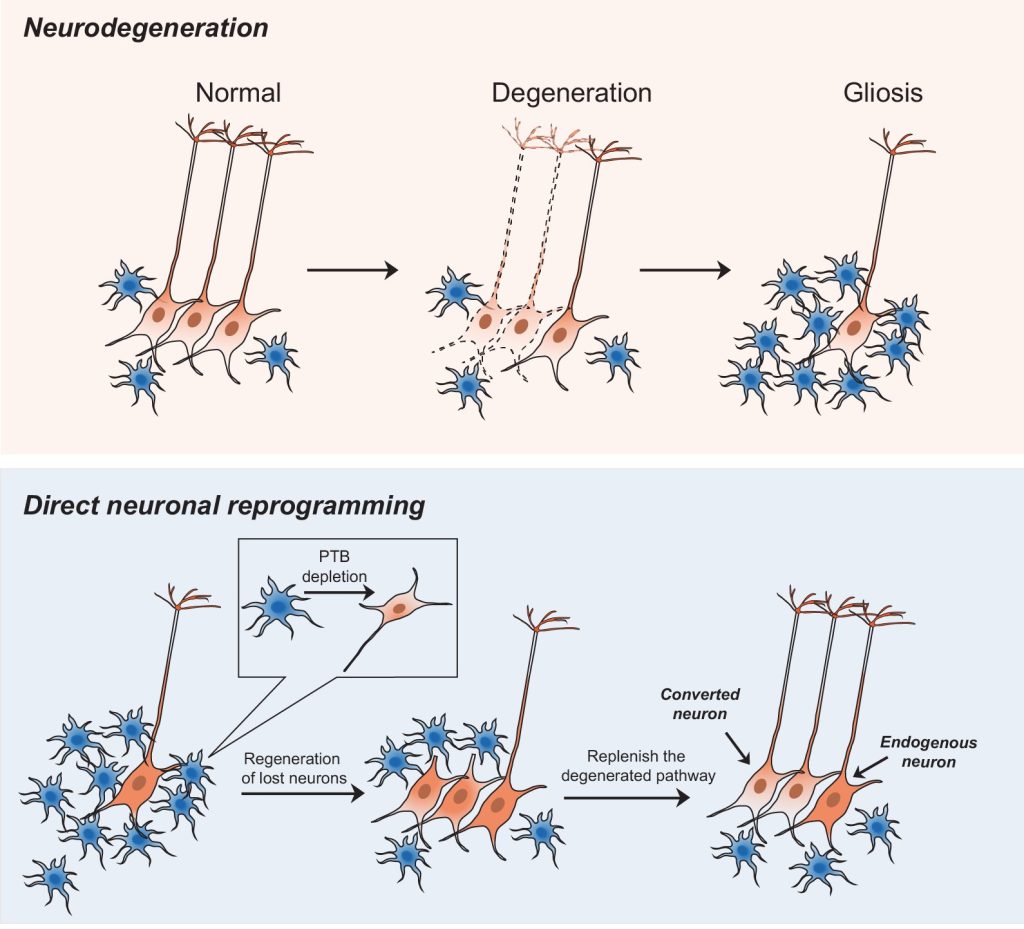 degeneration and regeneration schema - Demoucelle Parkinson Charity