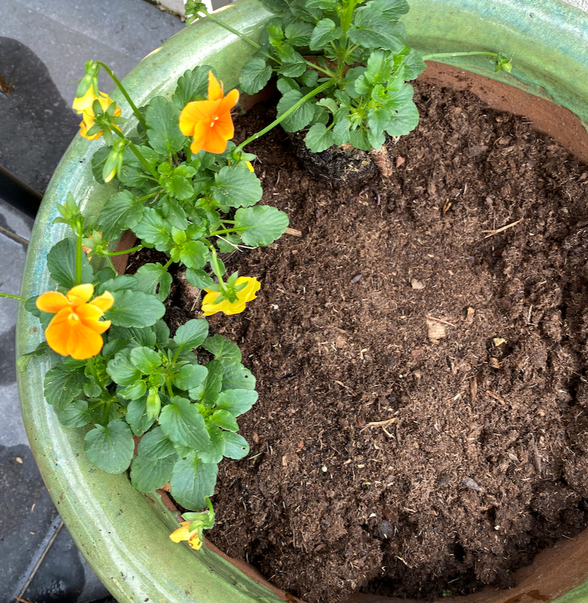 tulip blog 3 - Demoucelle Parkinson Charity