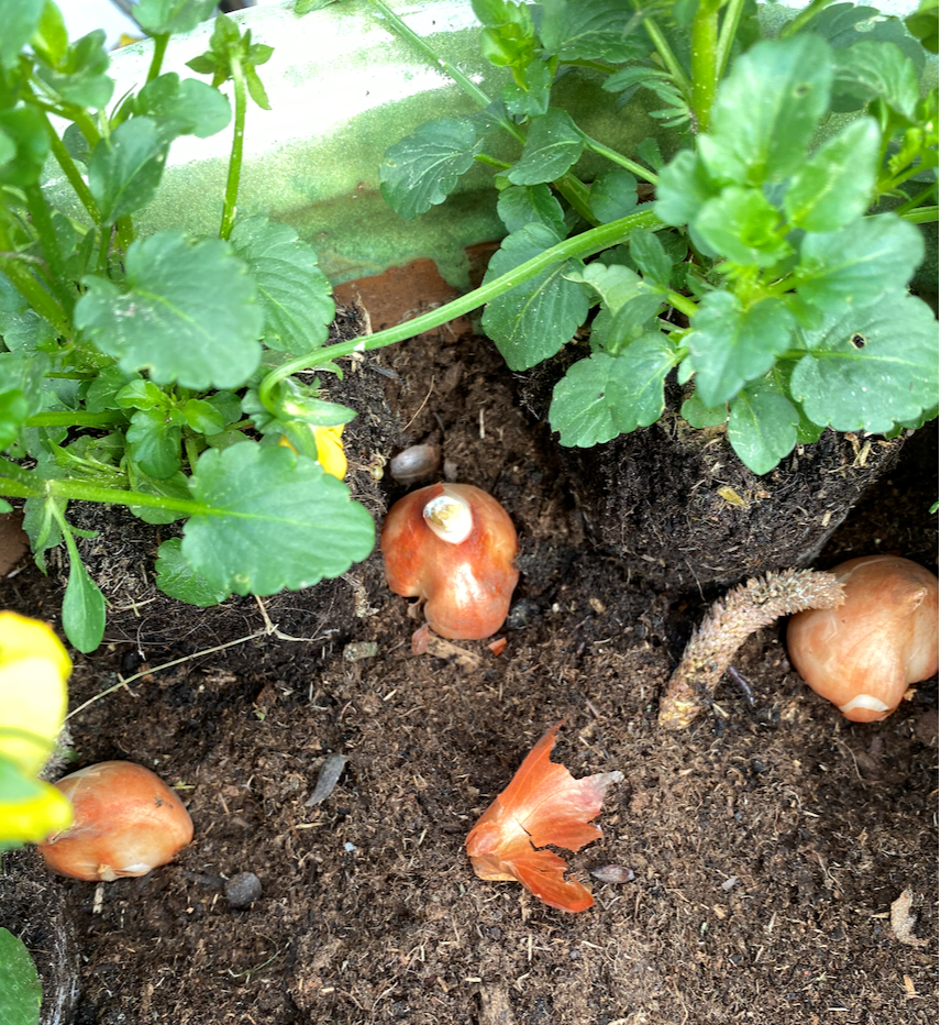 tulip blog 4 - Demoucelle Parkinson Charity