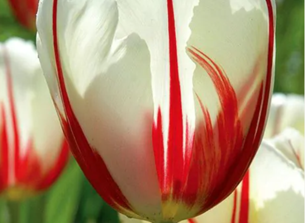 Carnaval-de-Rio_Tulip-2024