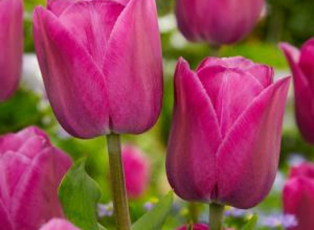Tulips-for-Hope_2022_tulip-image_Barcelona