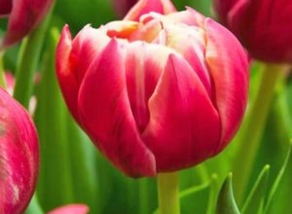 Tulips-for-Hope_2023_Columbus-9-10